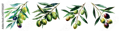 Cuadro en lienzo Olive branches showcasing a variety of green and ripe black olives with vibrant