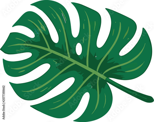 Fotografie Vibrant green Monstera leaf with distinctive fenestrations and natural veins