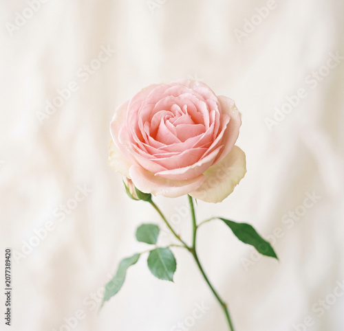 pink roses on a wooden isolated on white  background