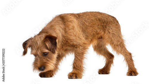 Foto Irish Terrier dog sniffing the ground, full body studio shot