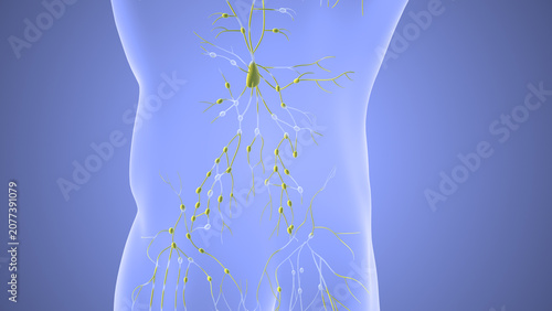 Lymphatic System Showing Nodes and Vessels