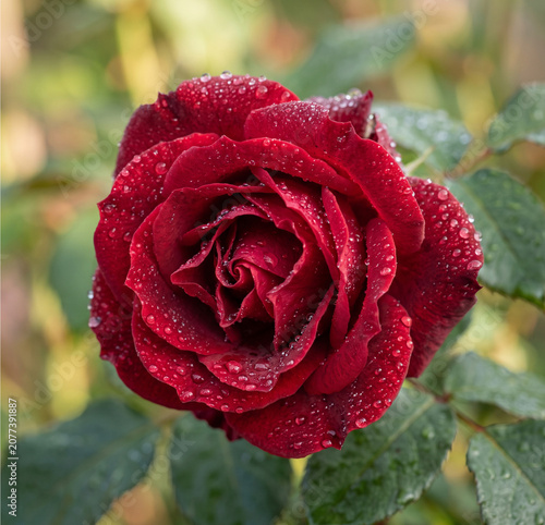 red rose with dew drops