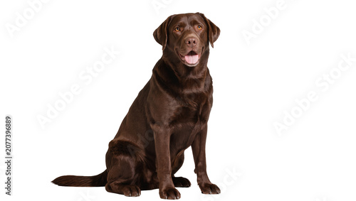 Cuadro en lienzo Chocolate Labrador Retriever dog sitting attentively