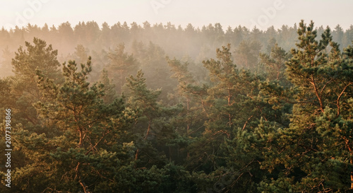 Forest Trees Misty Landscape Nature