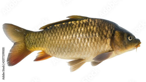 Obraz na płótnie Common carp fish with golden scales and orange fins