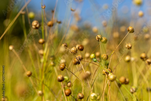 yellowed dried flax in the field, dry plants
