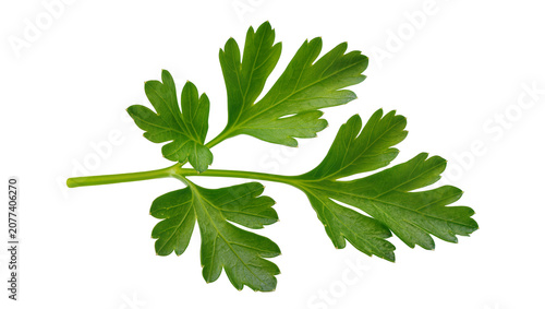 Принти на полотні Fresh green parsley sprig with serrated leaves