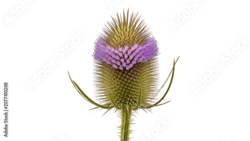 Tableau sur toile Wild Teasel flower head with purple bloom and green spiky bracts