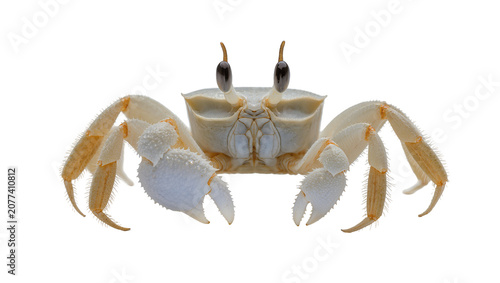 Foto Ghost crab with large claws and stalked eyes