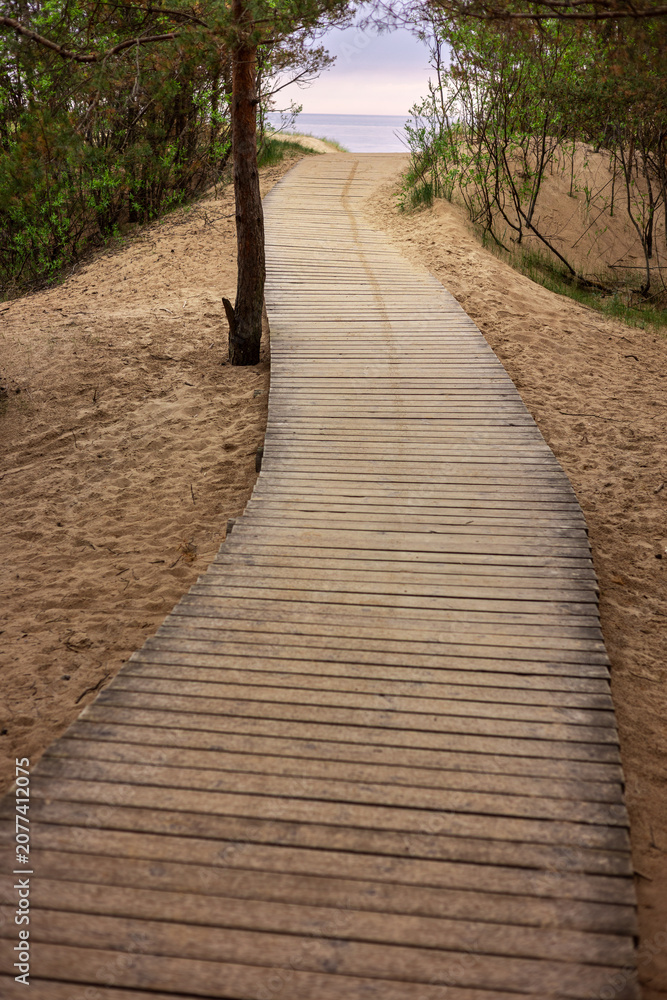 Obraz premium Wooden boardwalk winding through a dense dark green forest