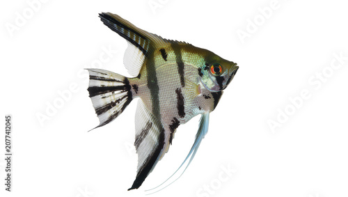 Fotografie Angelfish with black stripes and orange eye