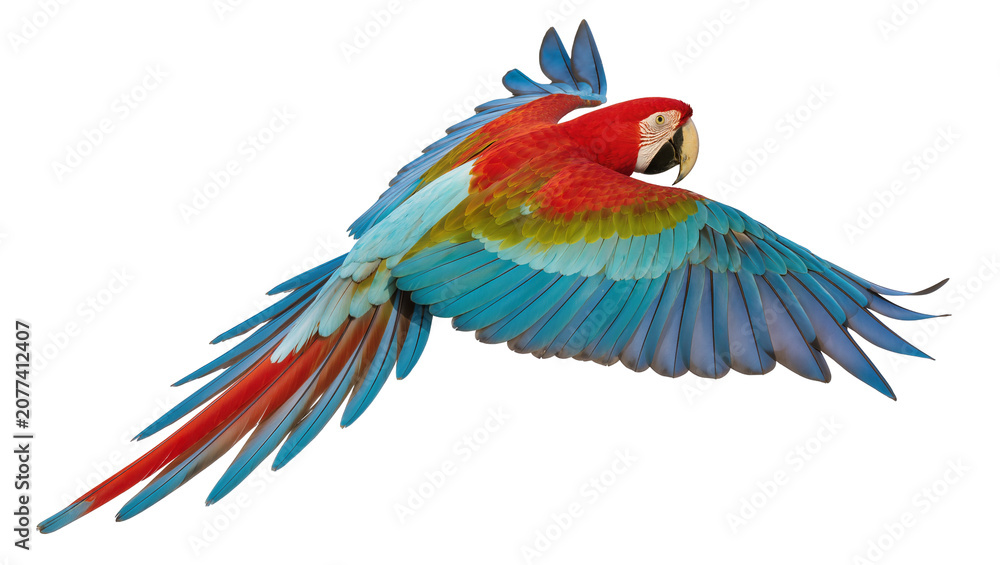 Fototapeta premium Scarlet Macaw parrot in flight with vibrant colorful wings