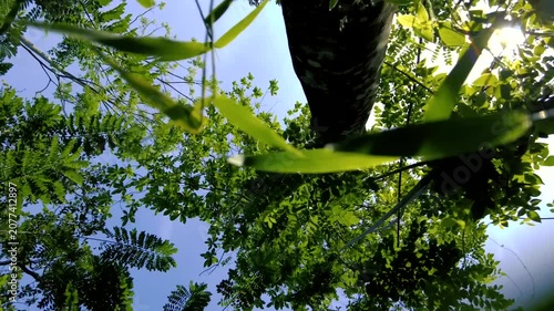 Low angle view looking up at a tall tree trunk and green leaf canopy against a blue sky timelapse