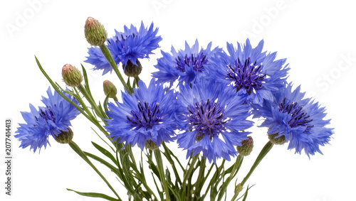 Blue Cornflower Blossoms with Buds and Green Stems