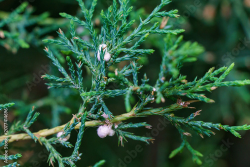 Mealybug on juniper. The needles and branches are affected by parasite that is very difficult to fight. It is dangerous and common pest of junipers in gardens