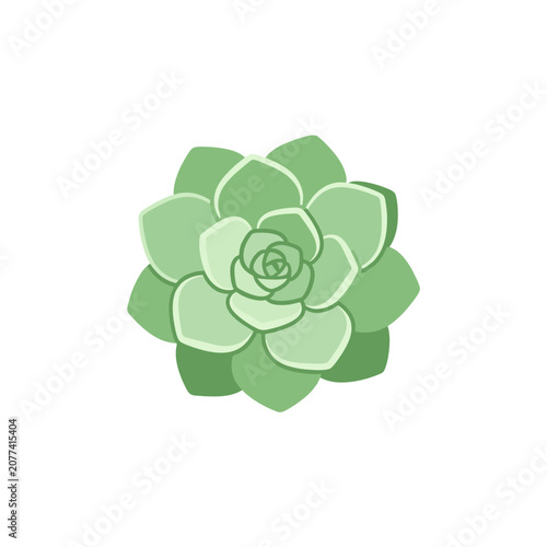Top view of green succulent plant vector illustration isolated
