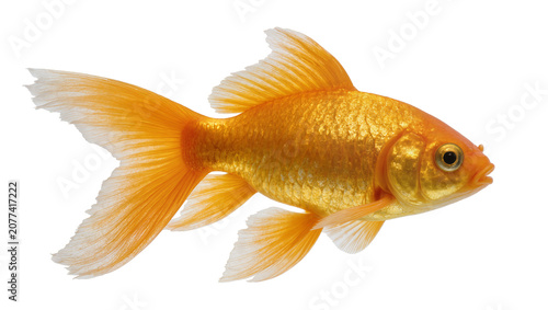 Obraz na plátně Orange goldfish with flowing fins swimming