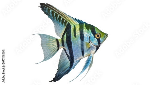 Obraz na plátně Blue and black striped angelfish with flowing fins