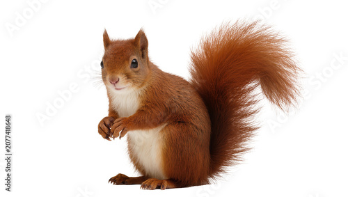 Cuadro en lienzo Red squirrel with bushy tail sitting on white