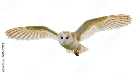 Картината върху платно Barn owl in flight with wings spread wide