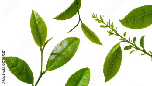 Green tea leaves and sprigs on white