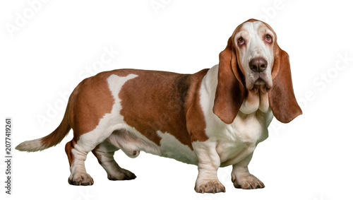 Fotografía Basset Hound dog with brown and white fur standing