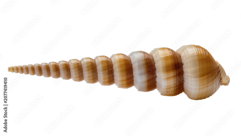 Naklejka premium Spiral seashell with beige and white stripes
