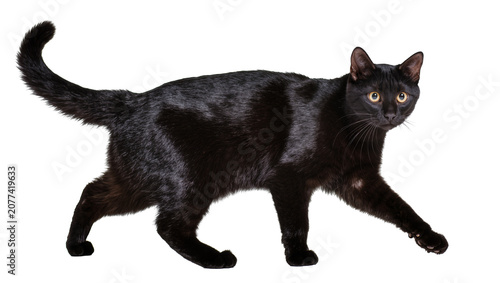 Photos Black cat with yellow eyes walking, studio shot