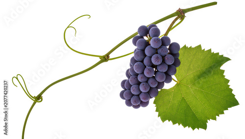 Bild auf Leinwand Purple grapes cluster with green vine and leaf