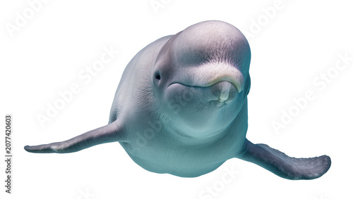 Obraz na płótnie Beluga whale swimming underwater, close-up portrait