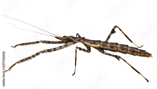 Brown and beige striped stick insect with long antennae and spiky legs