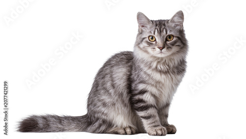 Photos Fluffy grey tabby cat with yellow eyes sitting