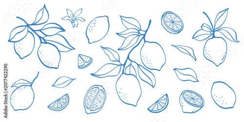 Foto Hand drawn line art lemon set