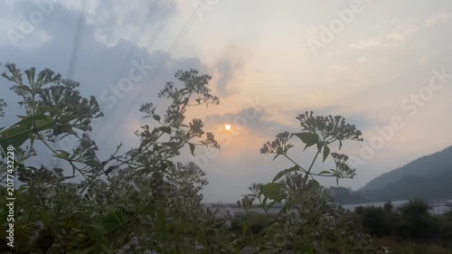 Beautiful golden sunset over wild flowers and distant mountains