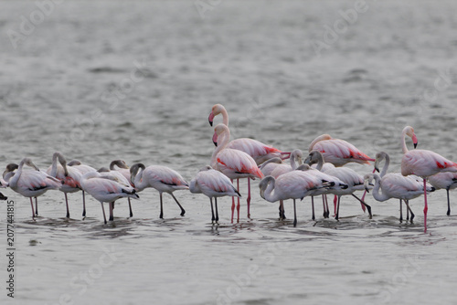 Flamingos flock wading in Walvis Bay lagoon in Namibia