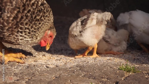 Chickens big and small eat