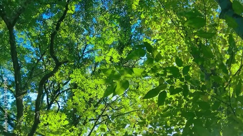 緑の森　太陽光