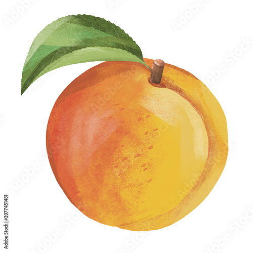 Bilde på lerret Orange Peach with Green Leaf – Hand-Drawn Illustration