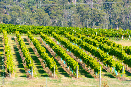 Foto Pinot Noir Vineyard in Tasmania - Australia