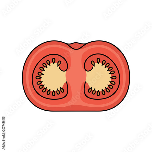 Tomato slice cross-section vector illustration