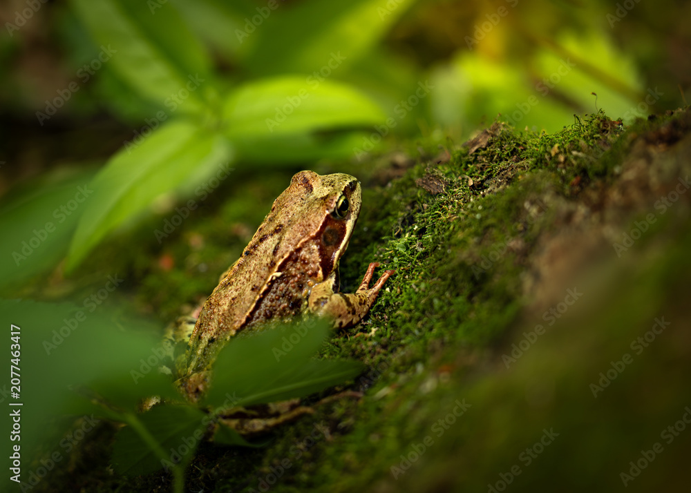 Obraz premium Camouflaged Brown Frog Resting on Mossy Forest Floor in Lush Green Woodland