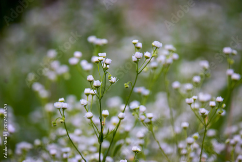close up of a beautiful wildflower with blurred background