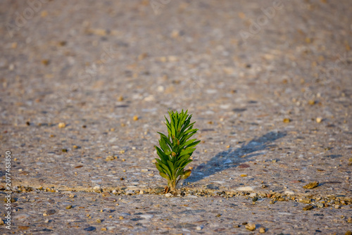 image of a weed growing in the crack of a concrete road
