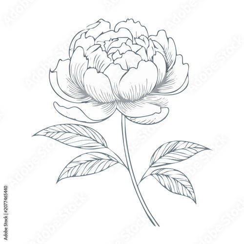 Black and white line drawing of a peony flower