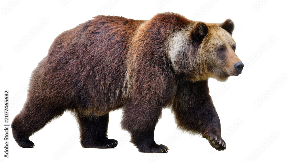 Fototapeta premium Brown bear walking full body side view, detailed fur