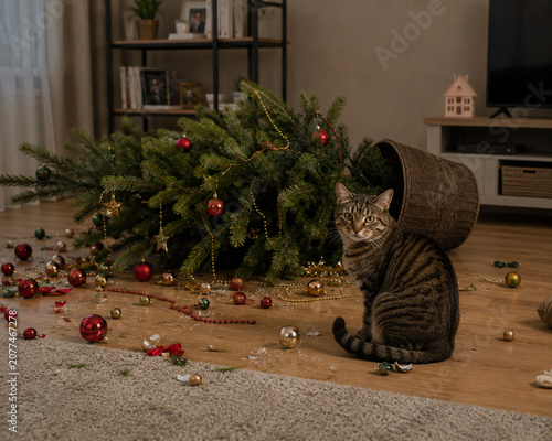 Tabby cat sitting beside fallen Christmas tree in living room