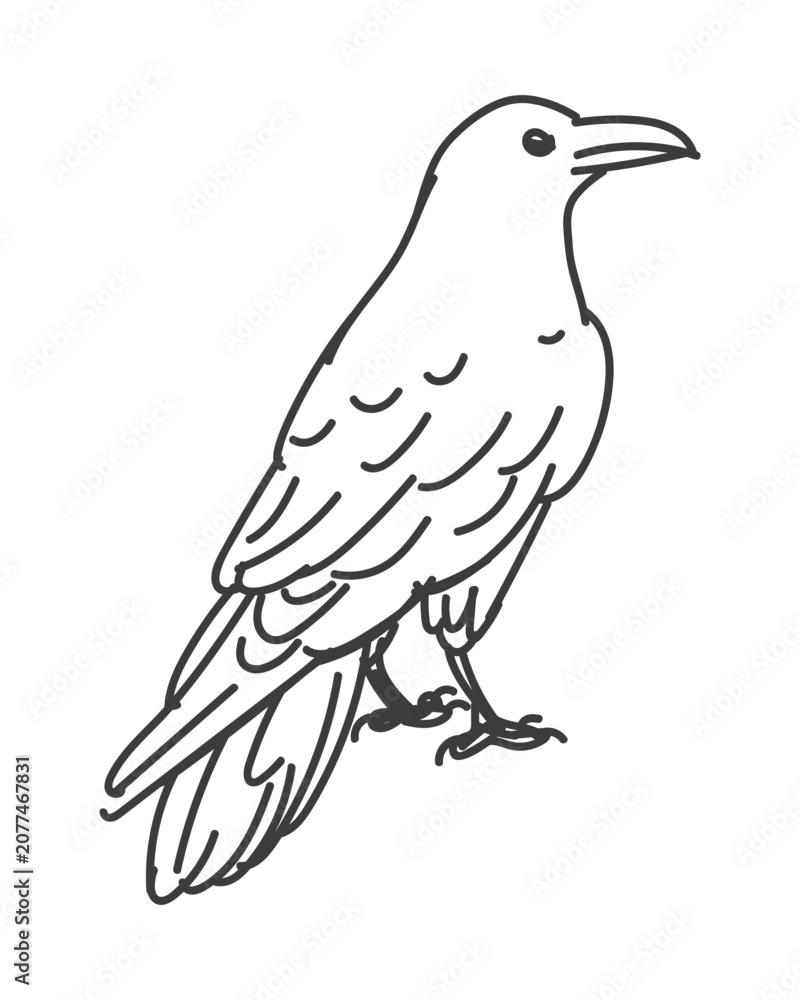 Fototapeta premium Vector linear illustration of a raven standing profile view. Minimalist black and white outline crow sketch isolated on background for bird logo design forest fauna icon print and nature branding.