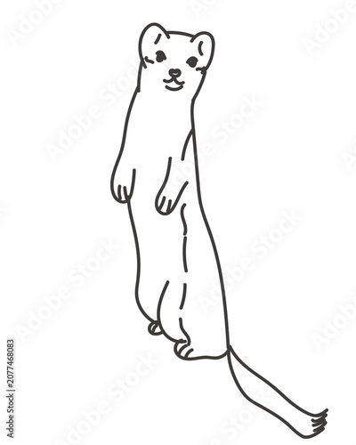Vector linear illustration of a marten standing on hind legs. Minimalist black and white outline ferret sketch isolated on background for animal logo design wild fauna icon print and nature branding.