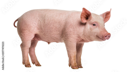 Canvastavla Pink piglet standing side view, white