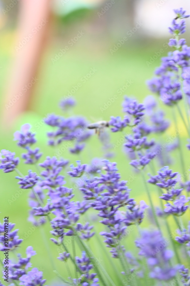 Obraz premium Blooming lavender flowers against a lush green background, captured in natural daylight. The image highlights vibrant purple blossoms, fresh greenery, and a peaceful garden atmosphere.